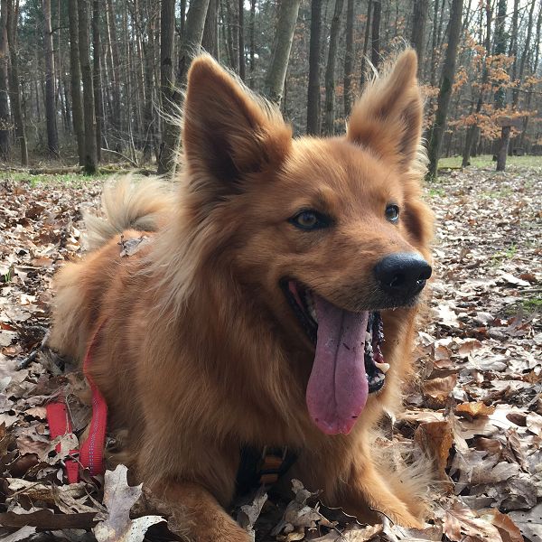 Keimreduktion für Haustiere