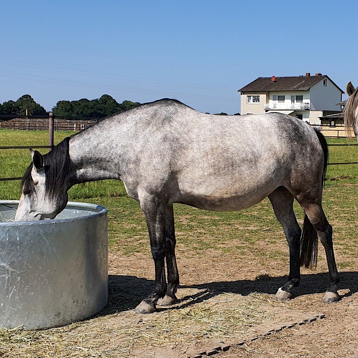 Beratung für Züchter, Stallbesitzer und Landwirte