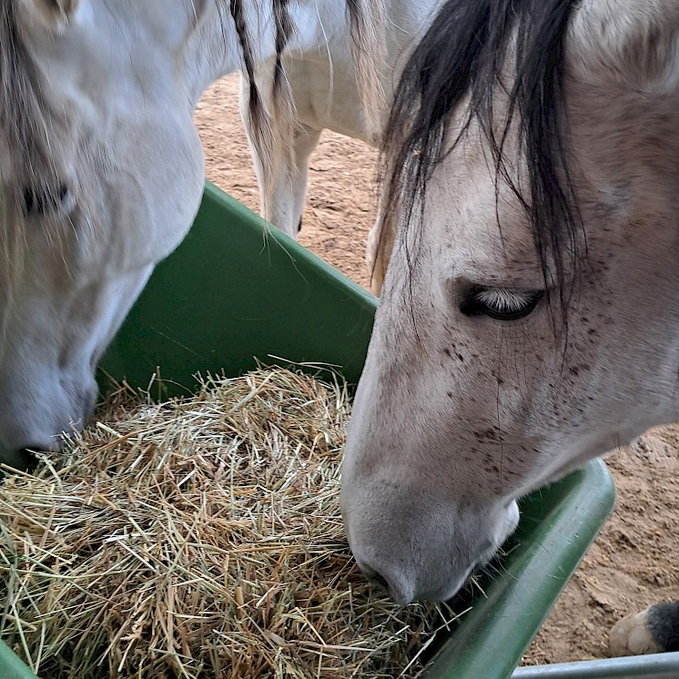 Pferde benötigen hochwertiges Heu und ausreichend Mineralstoffe