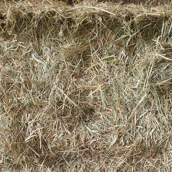 Die häufigste Belastung im Heu sind Verunreinigungen mit Schimmelpilzen.