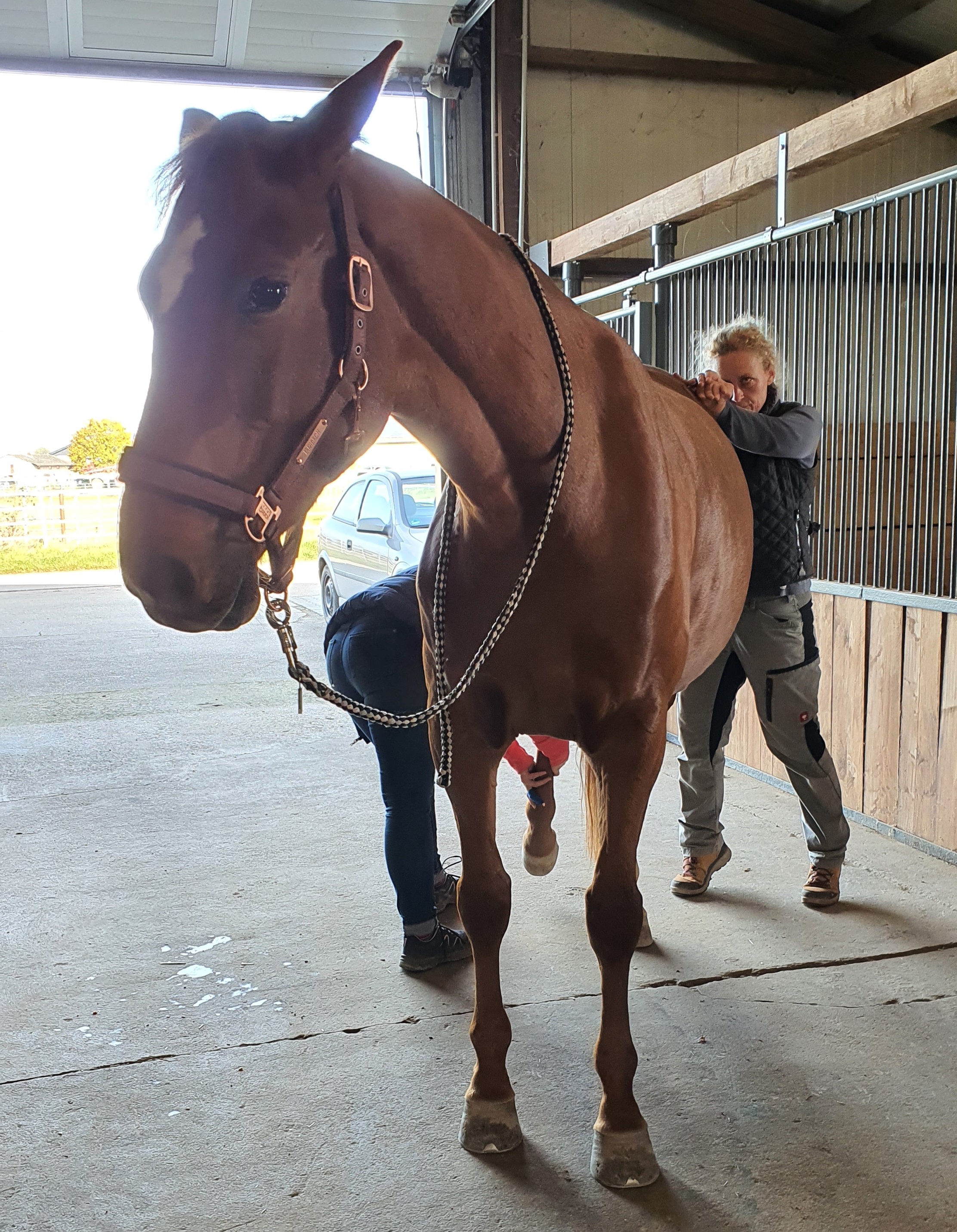 Welche Rolle spielt das korrekte Becken und gleichlange Beine beim Tier?