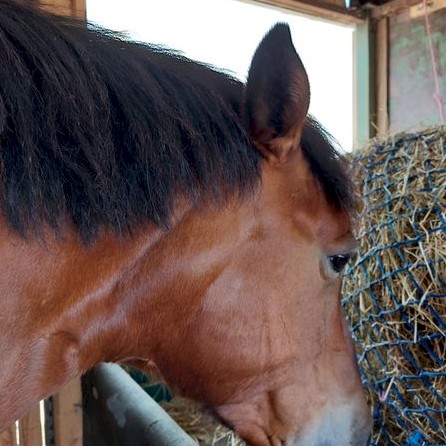 Heu gegen Schwellung