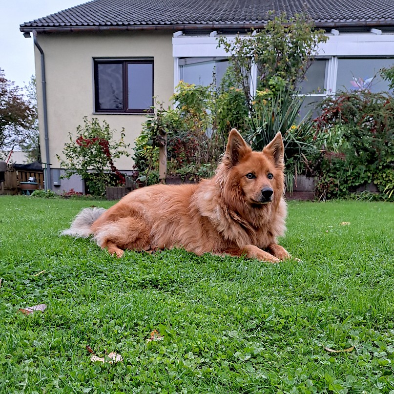 Hundefutter sollte hochwertig sein