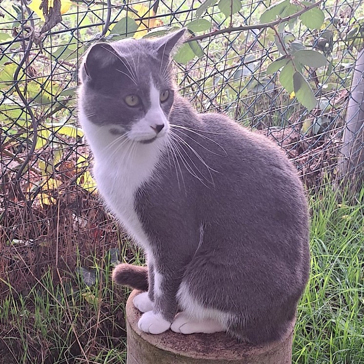 Katzen würden Mäuse kaufen