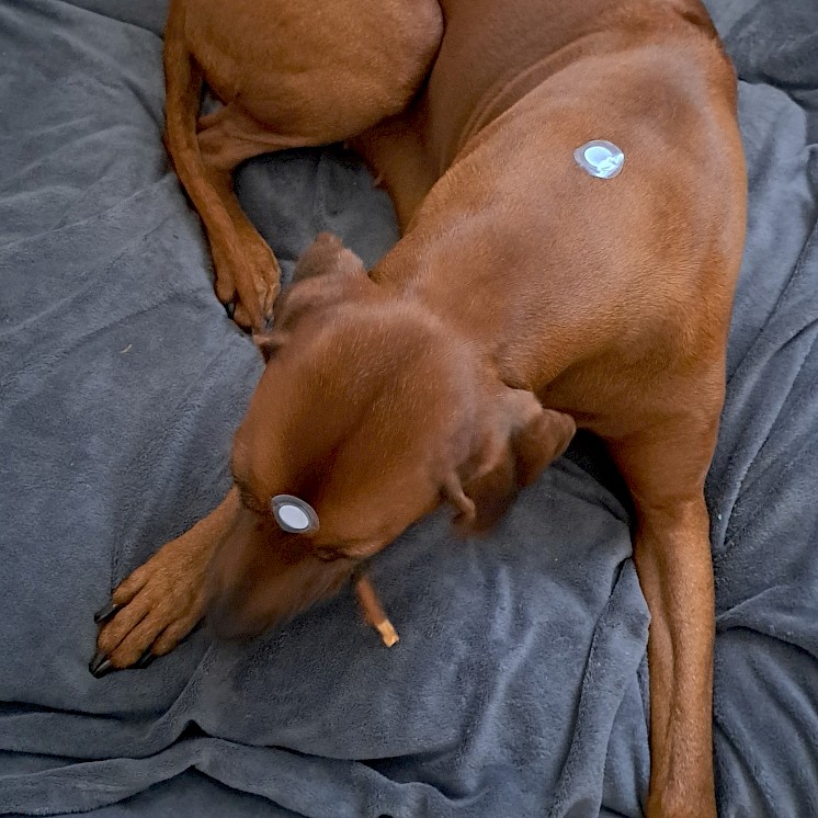 Anwendung der Patches